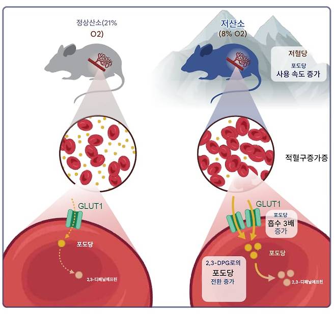 제목 : 당뇨병에 강한 티베트인, 비밀은 적혈구
