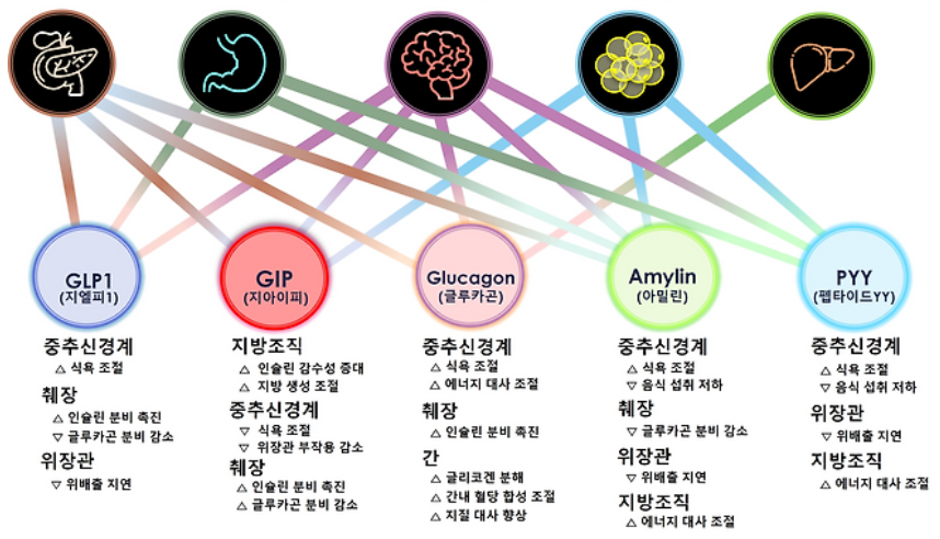 제목 : “위고비 비켜라”…체중 20% 감소하는 ‘차세대 비만약’ 등장하나